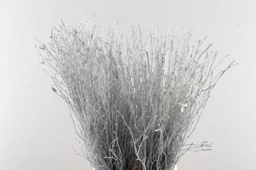 Betula kleurbehandeld H%