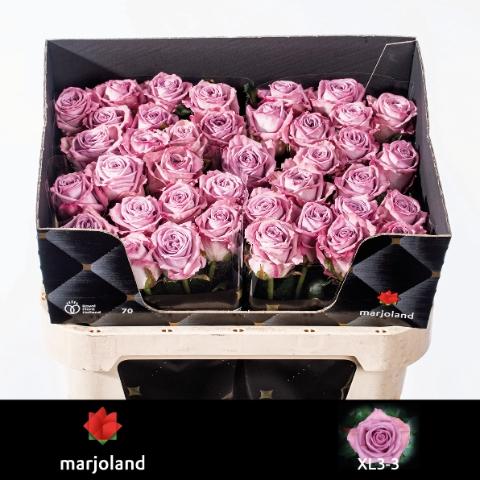 Rosa grootbloemig Nayeli!