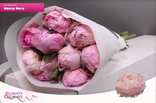 Paeonia Lactiflora Grp 'Nancy Nora'