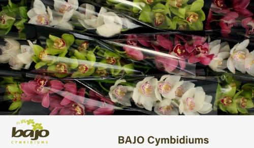 Cymbidium grootbloemig per tak gemengd