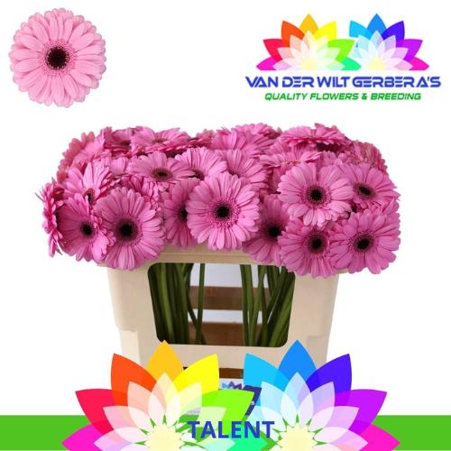 Gerbera mini Talent