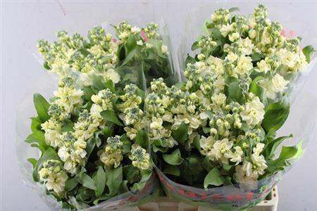 Matthiola incana 'Carmen'