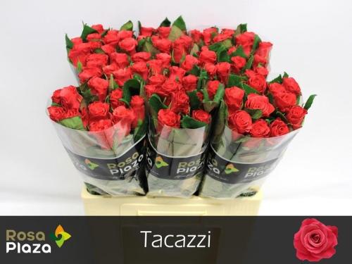 Rosa grootbloemig Tacazzi+