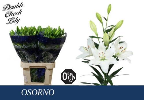 Lilium (LA-hybrids Grp) 'Osorno'