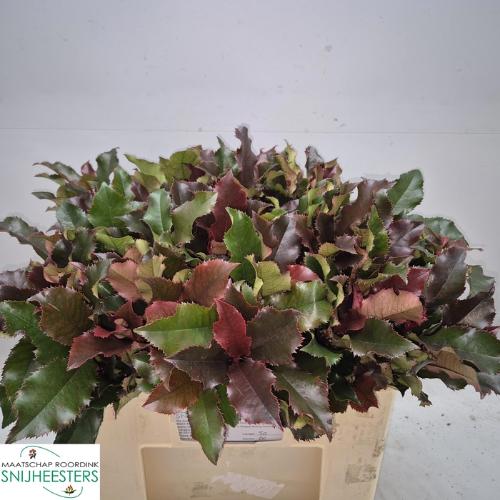 Photinia Magical Volcano