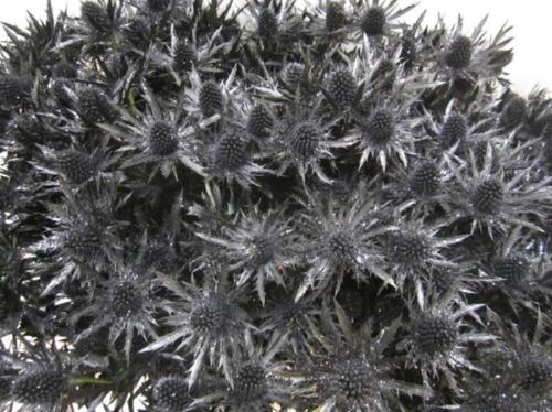 Eryngium planum kleurbehandeld H%