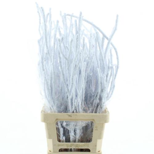 Betula kleurbehandeld H%