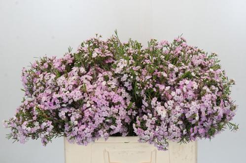 Chamelaucium uncinatum 'Dancing Queen'