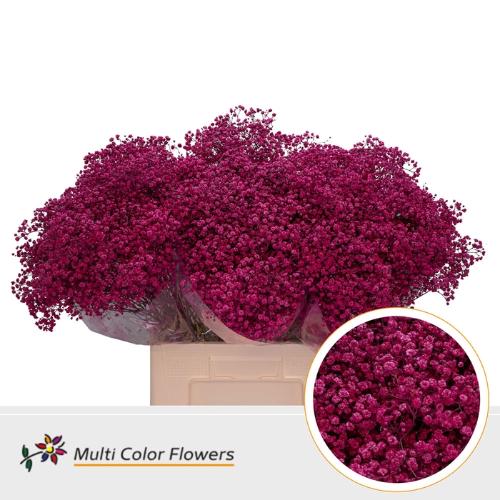 Gypsophila overig kleurbehandeld H%
