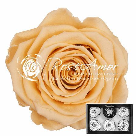 Rosa grootbloemig kleurbehandeld H%