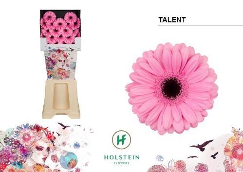 Gerbera mini Talent
