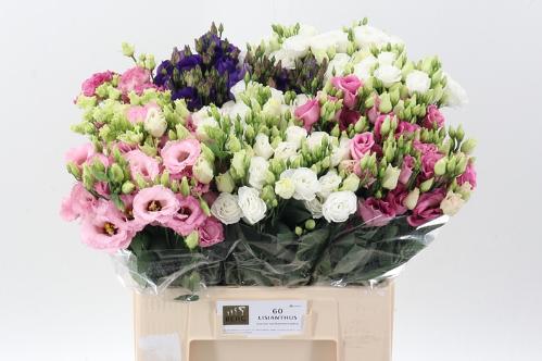 Eustoma russellianum enkelbloemig gemengd in fust