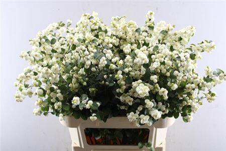 Symphoricarpos Magical Lemon And Lime