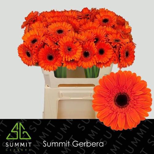 Gerbera mini Nemo
