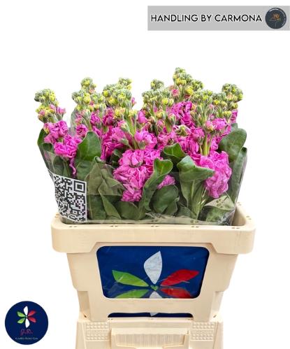 Matthiola incana 'Iron Deep Pink'