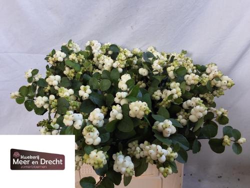 Symphoricarpos Magical White Dream