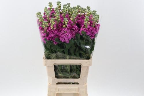 Matthiola incana 'Phantom Rose'