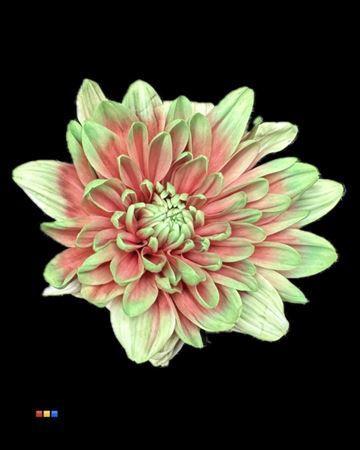 Chrysanthemum Indicum Grp tros kas kleurbehandeld H%