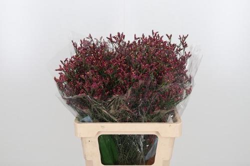 Limonium sinensis Scarlet Diamond