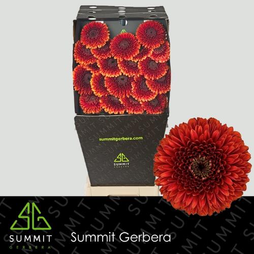 Gerbera mini bolvormig Pomponi Rizzo