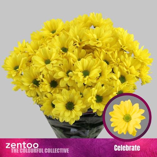 Chrysanthemum Indicum Grp tros kas Celebrate