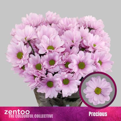 Chrysanthemum (Indicum Grp) tros Precious