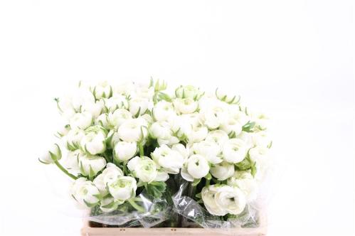 Ranunculus asiaticus 'Amandine White'