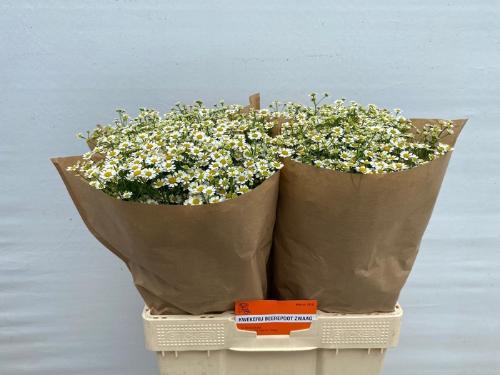 Tanacetum parthenium 'Single Vegmo'