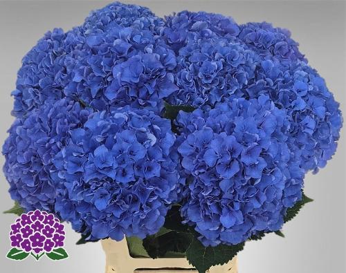 Hydrangea macrophylla Royal Parade