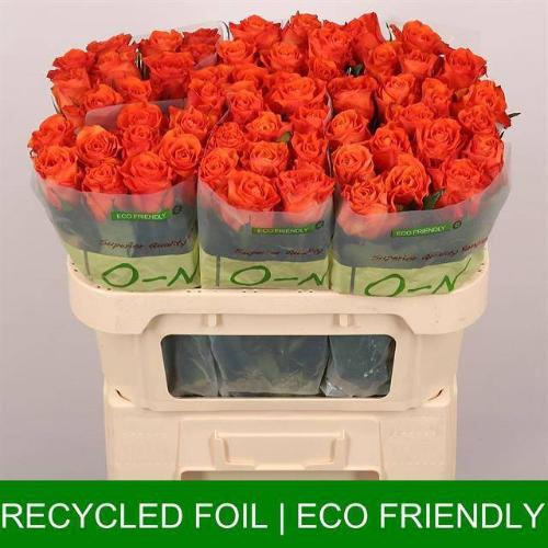 Rosa grootbloemig Orange Wave