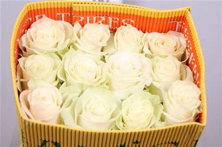 Rosa grootbloemig Mondial