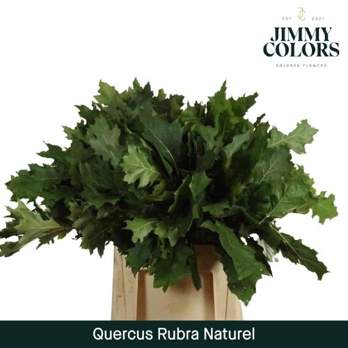 Quercus rubra