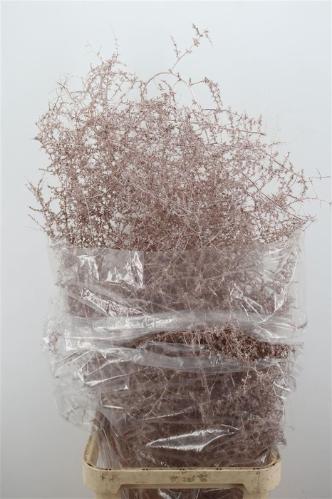 Asparagus overig kleurbehandeld H%