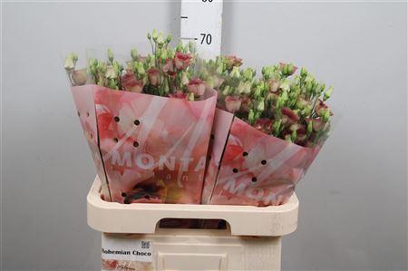 Eustoma russellianum enkelbloemig russellianum 'Bohemian Choco'