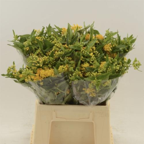 Asclepias tuberosa 'Hello Yellow'