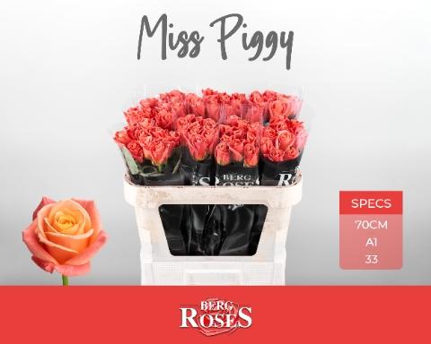 Rosa grootbloemig Miss Piggy+