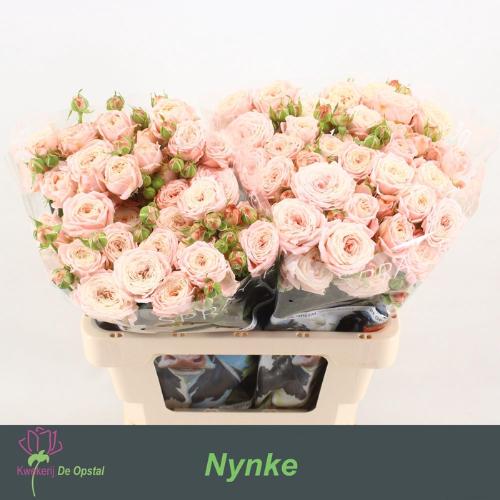 Rosa tros Nynke