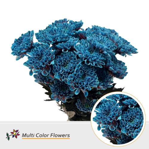 Chrysanthemum Indicum Grp tros kas kleurbehandeld H%