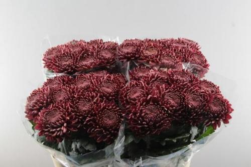 Chrysanthemum (Indicum Grp) geplozen 'Bigoudi Red'