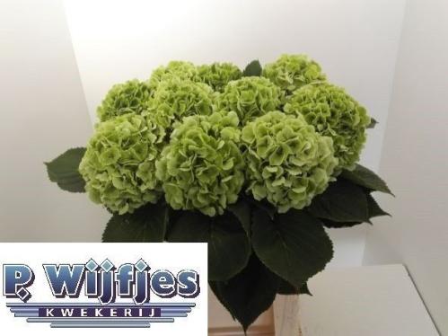 Hydrangea macrophylla 'Verena' (classic)