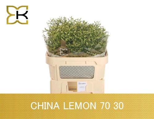 Limonium sinense China Lemon