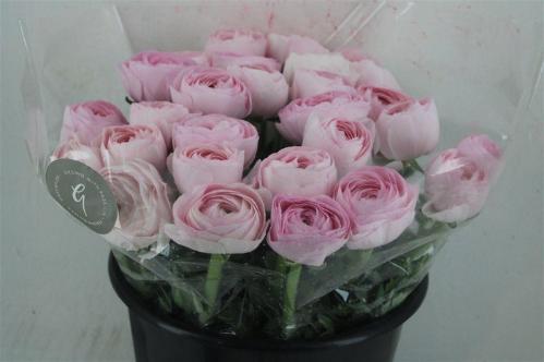 Ranunculus asiaticus Succes Hanoi