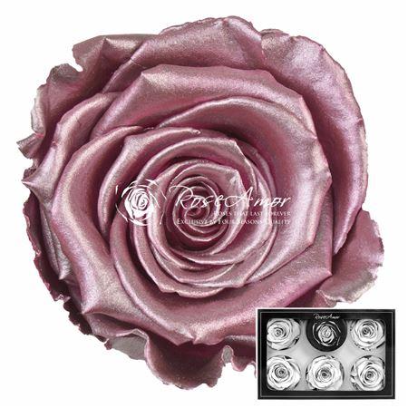 Rosa grootbloemig kleurbehandeld H%