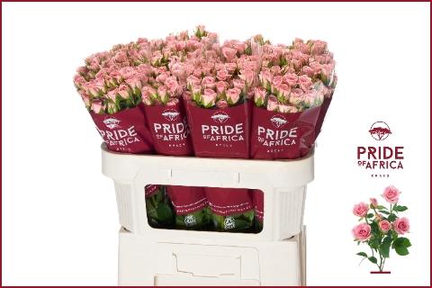 Rosa tros Odilia