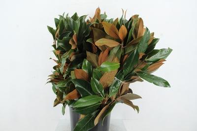 Magnolia grandiflora per bos