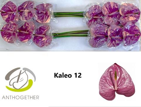 Anthurium Andreanum Grp Kaleo