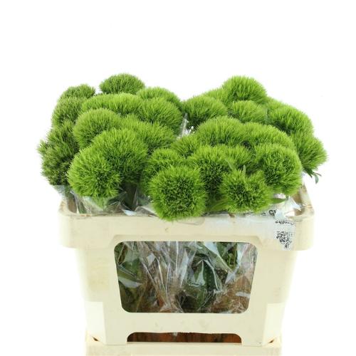 Dianthus barbatus Kiwi Mellow