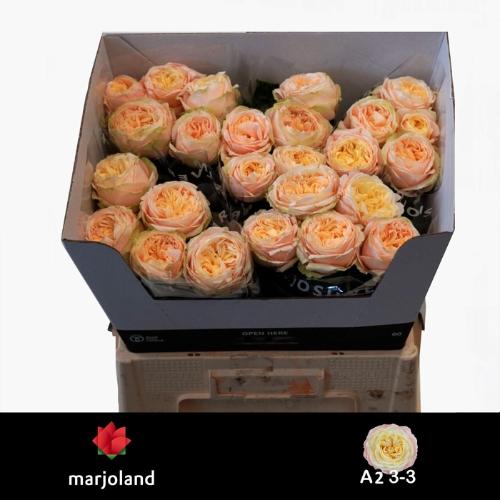 Rosa grootbloemig Priscilla!