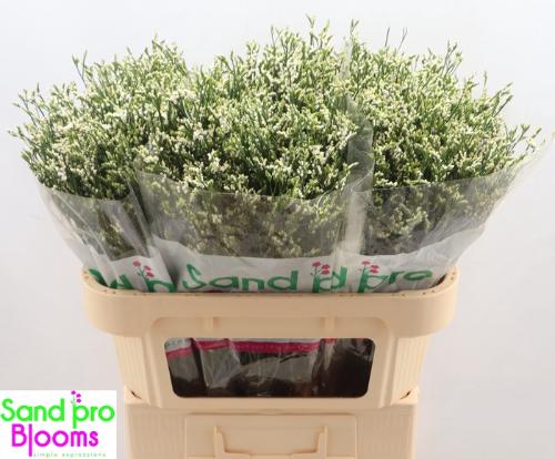 Limonium sinensis Cool Diamond