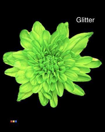 Chrysanthemum Indicum Grp tros kas kleurbehandeld H%